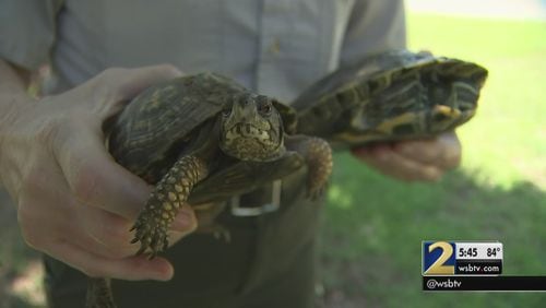 Firefighters save animals from fire at Red Top Mountain