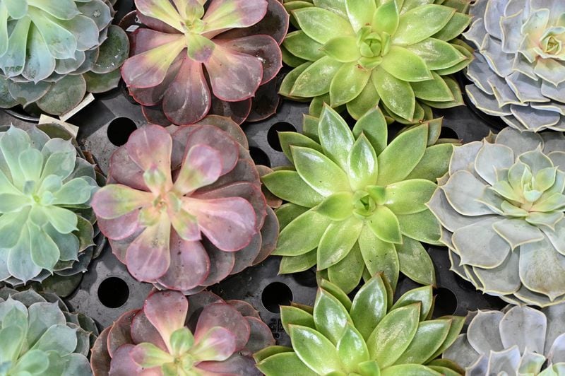 Succulents at Pike Nurseries’ Lindbergh location on Thursday, April 30, 2020. (Hyosub Shin / Hyosub.Shin@ajc.com)