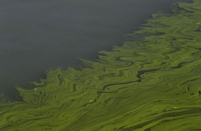 FILE - Algae floats on the surface of Lake Erie's Maumee Bay in Oregon, Ohio, Sept. 15, 2017. (AP Photo/Paul Sancya, File)