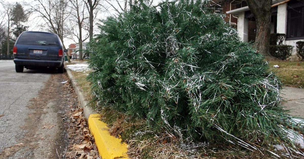 Fulton County Christmas Tree Recycling 2022 Where In Fulton To Recycle Your Christmas Tree This 2019 Holiday