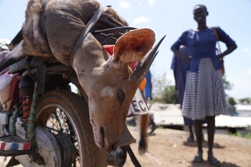 A woman stands near a killed bushbuck in Bor, South Sudan, Thursday, June 20, 2024. A newly paved road between Juba and Bor — the epicenter of the illegal commercial bushmeat trade — has made it easier for trucks to carry large quantities of animals. (AP Photo/Brian Inganga)