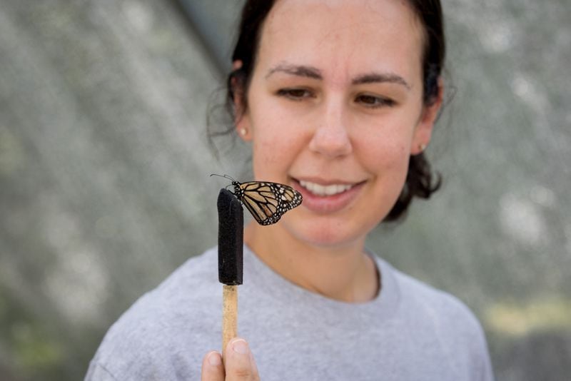 Visitor Hillary Tatman holds a monarch butterfly at the Butterfly Encounter exhibit at the Chattahoochee Nature Center in Roswell on Friday, June 17, 2022. (Arvin Temkar / arvin.temkar@ajc.com)