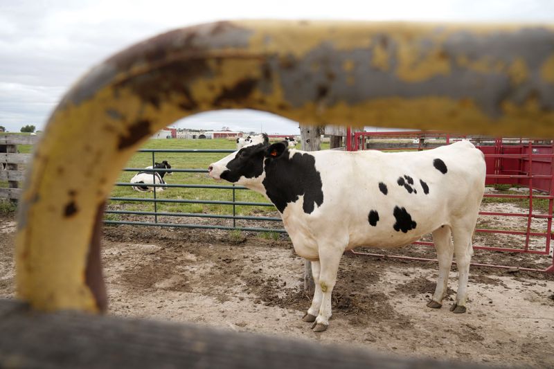 A cow stands in a feeding pen at the U.S. Department of Agriculture's National Animal Disease Center research facility in Ames, Iowa, on Tuesday, Aug. 6, 2024. (AP Photo/Charlie Neibergall)