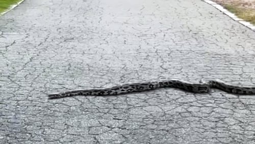 A widely shared video on social media showed multiple large snakes in Piedmont Park. Aug. 16, 2024 (Credit: Twitter User @cbenderatl)