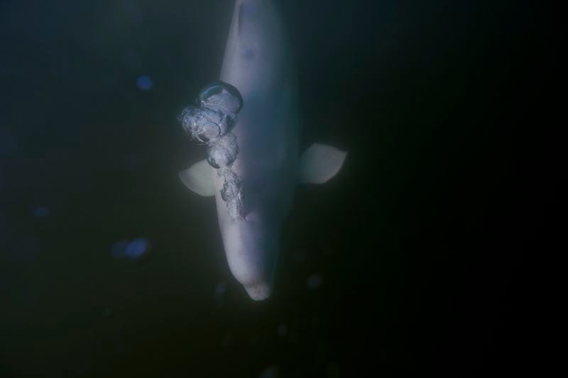 A beluga whale blows air out as it swims through the Churchill River, Monday, Aug. 5, 2024, near Churchill, Manitoba. (AP Photo/Joshua A. Bickel)