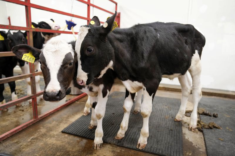 Vaccinated calves stand in a pen in a large animal containment building at the U.S. Department of Agriculture's National Animal Disease Center research facility in Ames, Iowa, on Tuesday, Aug. 6, 2024. (AP Photo/Charlie Neibergall)