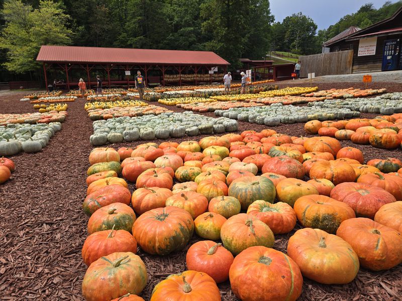 Visitors can choose from hundreds of colorful pumpkins at Burt's Pumpkin Farm in Dawsonville, Ga., September 6, 2024. (Credit: Chris Hardesty)