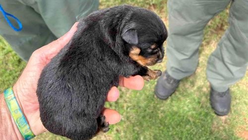 Two tiny puppies were rescued Tuesday in Paulding County after getting stuck in a storm drain.