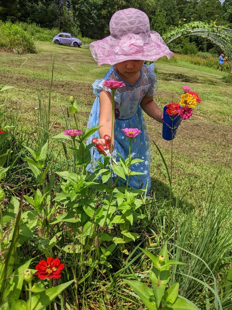 Lavender Lamb Farm holds you-pick days for zinnias in mid-summer, after the lavender harvest is over. (Courtesy of Lavender Lamb Farm)