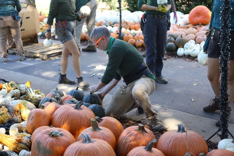 They’re not for sale, but the Atlanta Botanical Garden has a beautiful pumpkin display. Courtesy of Atlanta Botanical Garden