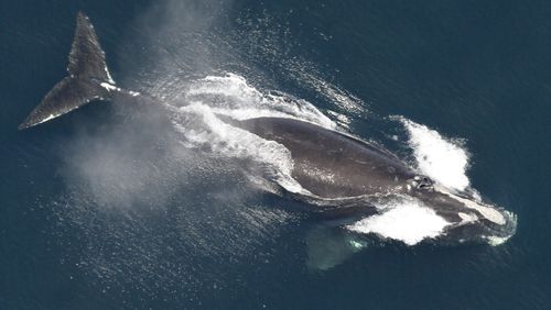FILE - This image provided by NOAA, shows a North Atlantic right whale in the waters off New England, May 25, 2024. Rep. Buddy Carter, R-Ga., has proposed a years-long delay to changes to federal rules meant to protect vanishing whales, prompting a rebuke from environmental groups who say the animals need protection now. (NOAA via AP, File)