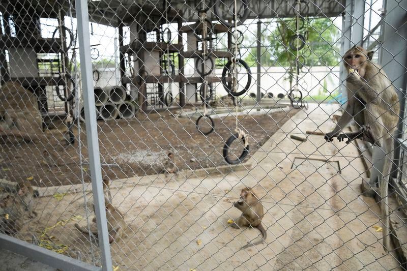 Monkeys eat banana in a big temporary cage after being relocated in Lopburi Province, north of Bangkok, Thailand, Friday, May 24, 2024. A Thai town, run ragged by its ever-growing population of marauding wild monkeys, began the fight-back, Friday, using trickery and ripe tropical fruit. (AP Photo/Sakchai Lalit)