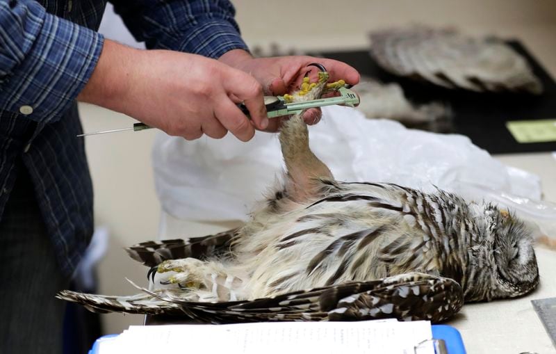 FILE - Wildlife technician Jordan Hazan records data from a male barred owl he shot earlier in the night, Oct. 24, 2018, inside a lab in Corvallis, Ore. (AP Photo/Ted S. Warren, File)