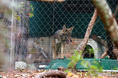 Neighborhood coyotes have a friend