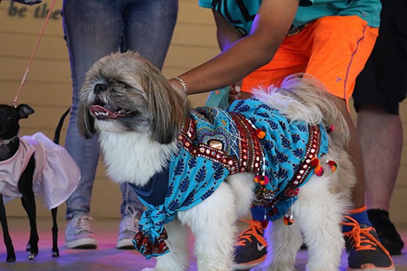 Bring your dog so you can both have fun at Johns Creek’s Pup-a-Palooza this Saturday.