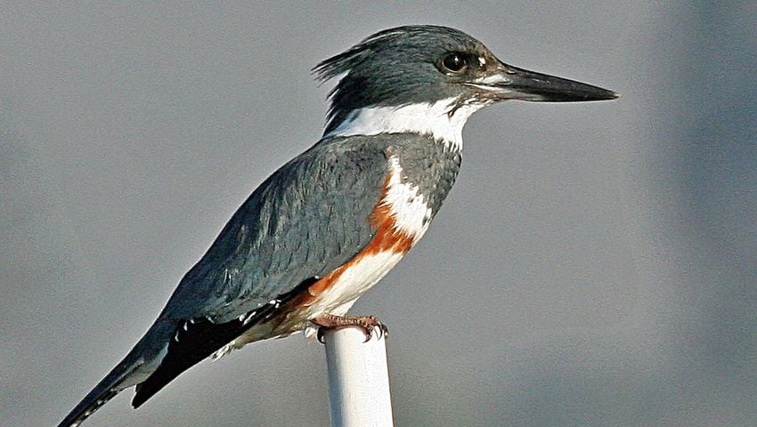Belted Kingfisher With A Fish (plus an interesting foot adaptation) –  Feathered Photography