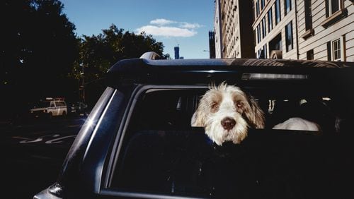 A proposal failed in the Georgia House that would have protected someone from being sued if he or she damages a car in order to rescue a pet that’s in distress from the heat. (Andrew White/The New York Times)