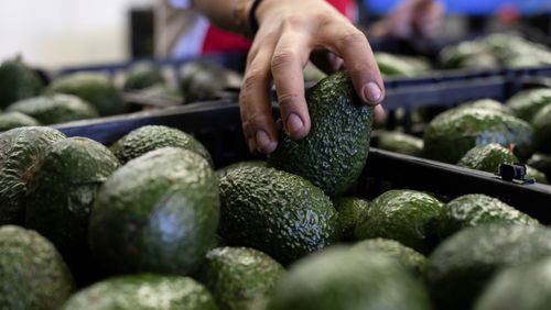 FILE - A worker packs avocados at a plant in Uruapan, Michoacan state, Mexico, Feb. 9, 2024. (AP Photo/Armando Solis, File)