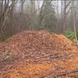 Arborist wood chips are an ideal mulch under trees. A nine-inch layer prevents weeds, conserves moisture, and feeds the tree its nutrients as it breaks down. Courtesy of Walter Reeves