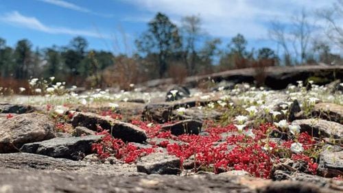 Comments are requested by DeKalb officials from 6-8 p.m. April 26 at Stonecrest Library, 3123 Klondike Road, Stonecrest about suggested improvements for the Davidson-Arabia Mountain Nature Preserve in Stonecrest. (Courtesy of DeKalb County)