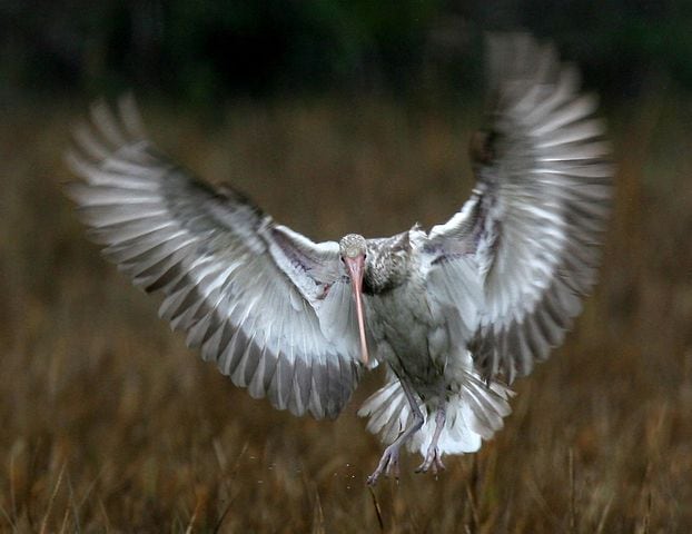 Coastal birds of Georgia