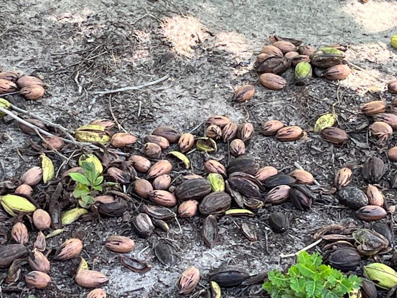 Pecans are shown at Hiers Orchards, a pecan farm in Dixie on Tuesday, Sept. 24, 2024, ahead of Hurricane Helene's arrival in the state. (Courtesy of Vance Hiers)