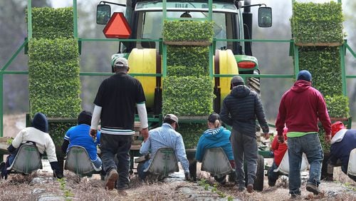 Farmworkers hand-plant rows of watermelon while riding on a seat platform behind a tractor at the Sweet Dixie Melon farm in Tift County on March 19, 2019. (Curtis Compton/The Atlanta Journal-Constitution/TNS)