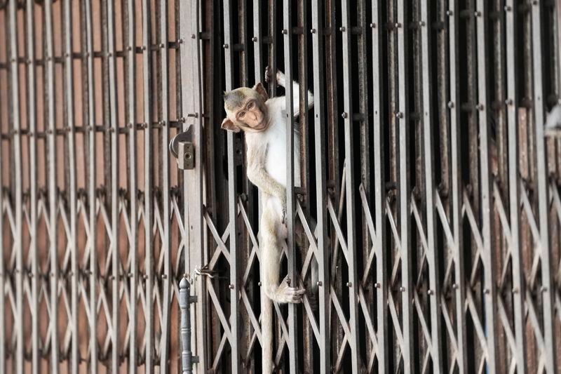 A monkey tries to get inside a house through a fence in Lopburi Province, north of Bangkok, Thailand, Friday, May 24, 2024. A Thai town, run ragged by its ever-growing population of marauding wild monkeys, began the fight-back, Friday, using trickery and ripe tropical fruit. (AP Photo/Sakchai Lalit)
