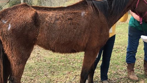 Several of the horses are bony and have matted hair, as shown in photos released by animal control officials.