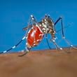 FILE - This 2003 photo provided by the Centers for Disease Control and Prevention shows a female Aedes albopictus mosquito acquiring a blood meal from a human host. Dengue, a tropical illness caused by a virus, is spread by Aedes mosquitos, a type of warm weather insect that is expanding its geographic reach because of climate change, experts say. (James Gathany/Centers for Disease Control and Prevention via AP, File)