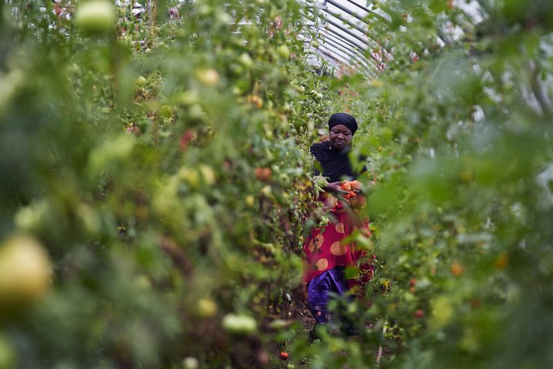 Farmer Alsi Yussuf, a refugee from Somalia, carries freshly picked tomatoes while harvesting vegetables for a community share program at Fresh Start Farm, Aug. 19, 2024, in Dunbarton, N.H. (AP Photo/Charles Krupa)