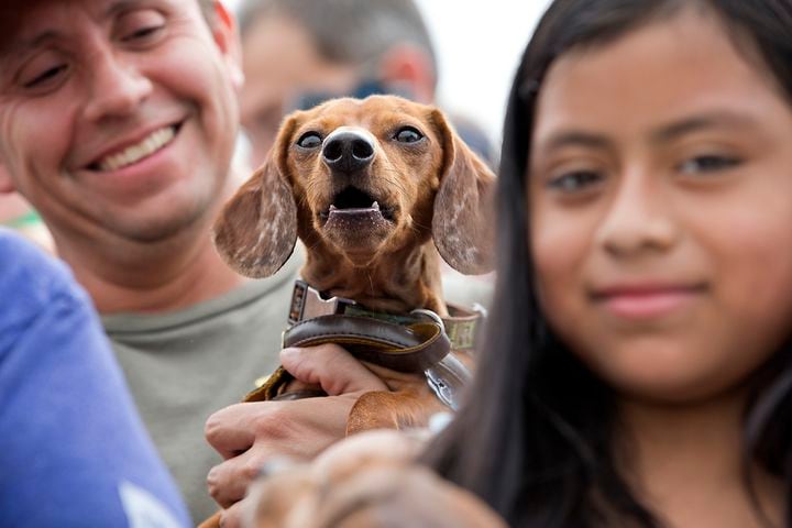 Buda Wiener Dog Race, 4.26.15