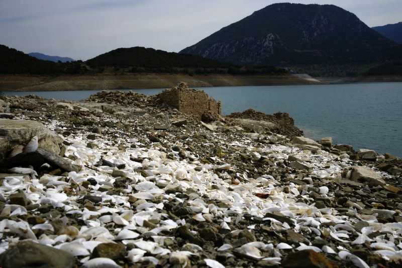 The shells of small freshwater mussels lie along a continuously dropping series of tidemarks, on the shore of the Lake the artificial Mornos Lake, some 200 kilometers (125 miles) northwest from Athens, central Greece, on Thursday, Sept. 5, 2024. (AP Photo/Thanassis Stavrakis)