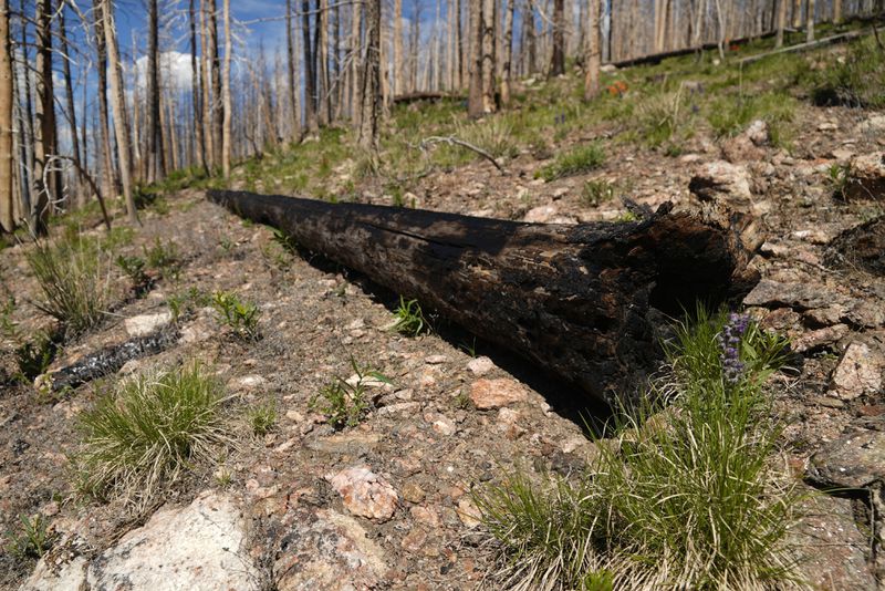 A burned tree sits on the ground Tuesday, June 11, 2024, in Bellvue, Colo., at the site of the 2020 Cameron Peak Fire. (AP Photo/Brittany Peterson)