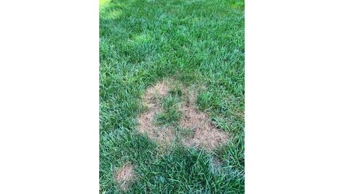 The earliest symptoms of large patch disease are easy to see. But if left unchecked, the patches can grow huge. Grass will usually recover from the disease, but in a weakened state. Correct fertilization, proper watering and the correct mowing height play a huge role in preventing lawn diseases. (Courtesy of Jennifer Sifuentes)