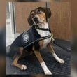 A rescued beagle and the latest addition to CBP's Beagle Brigade successfully identified and helped seize a substantial amount of prohibited food items at Hartsfield-Jackson Atlanta International Airport.