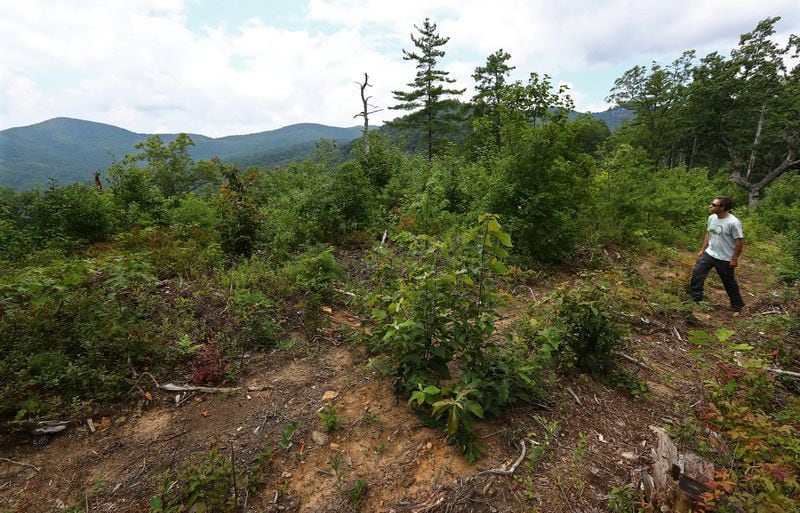 Jess Riddle, of Georgia ForestWatch, explores a partially timbered mountain ridge in the Warwoman Wildlife Management Area in Rabun County. CURTIS COMPTON / CCOMPTON@AJC.COM