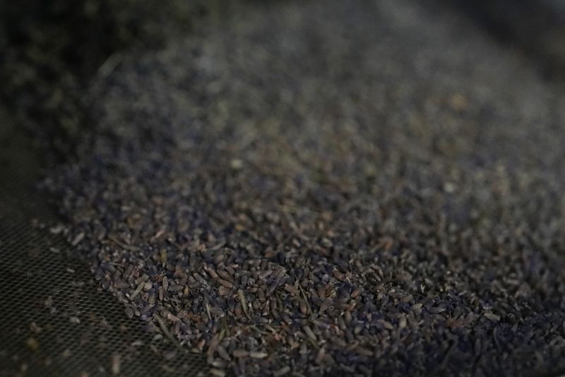 Dried lavender buds sift through a processor, Wednesday, Aug. 21, 2024, at Hereward Farms in East Garafraxa, Ontario. (AP Photo/Joshua A. Bickel)