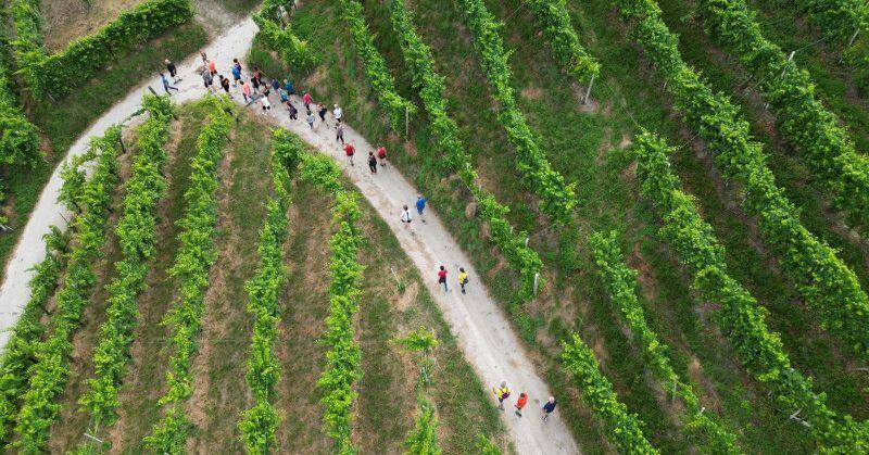 Luciano Fregonese mayor of Valdobbiadene leads popular walks. Provided by the office of the mayor, Valdobbiadene, Italy