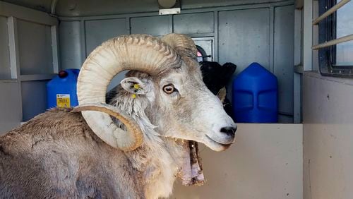 FILE - This undated handout photo provided by the Montana Fish Wildlife and Parks, shows a sheep nicknamed Montana Mountain King that was part of unlawful scheme to create large, hybrid species of wild sheep for sale to hunting preserves in Texas. (Montana Fish Wildlife and Parks via AP, File)