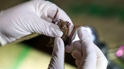 DNR wildlife biologist Emily Ferrall inspects the wings of a tricolored bat as they survey bats in a culvert in northeast Georgia, Wednesday, December. 6, 2023. Officials with the Georgia Department of Natural Resources survey a culvert to check bats for signs of white-nose syndrome, a deadly fungus that has devastated populations of several species of bats in the state. (Jason Getz / Jason.Getz@ajc.com)