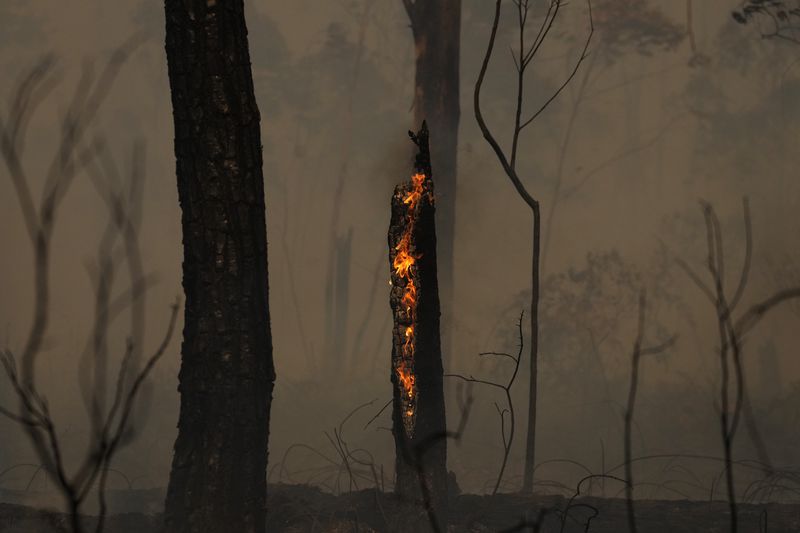 A tree burns as fires spread through the Brasilia National Forest, Brazil, in the middle of the dry season, Tuesday, Sept. 3, 2024. (AP Photo/Eraldo Peres)