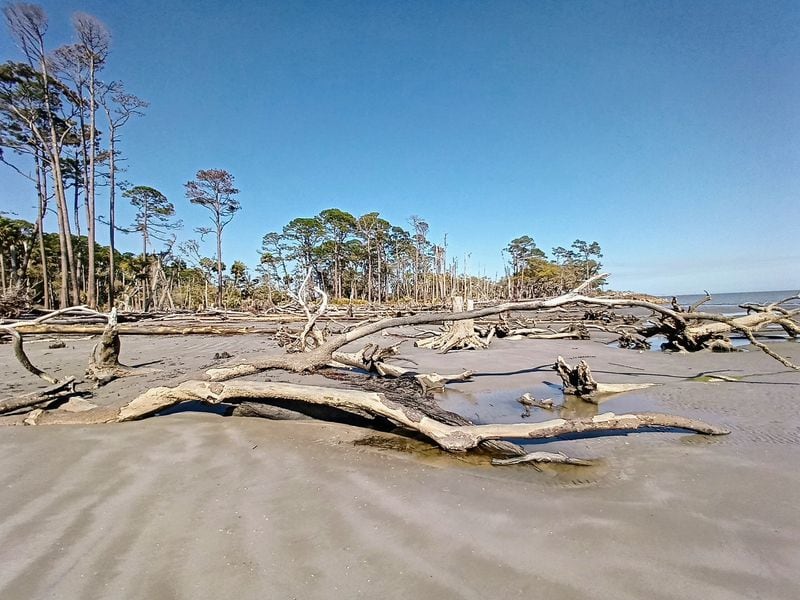 A section of the beach on St. Phillips Island looks like a boneyard of fallen trees from the forest that once stood there.
(Courtesy of Blake Guthrie)