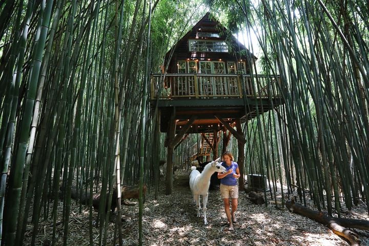 Atlanta Airbnb with llamas inside a bamboo forest