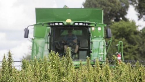 In this Aug. 16, 2017 file photo, a Calloway, Ky. County farmer harvests hemp at Murray State University’s West Farm in Murray, Ky. Ryan Hermens / The Paducah Sun