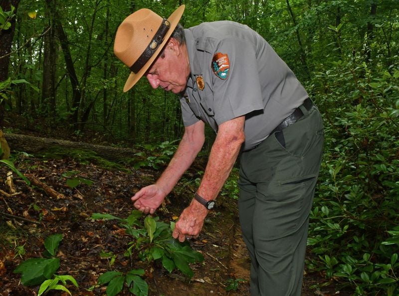230829 Sandy Springs, Ga: Ranger Jerry Hightower finds a juvenile Paw Paw bush (a member of the custard apple family) near the Chattahoochee RiverÕs edge, the native plant can turn into a tree with fruit in the right circumstances and has been discovered to have medicinal qualities beneficial in chemotherapy treatments. Photo for Aging in Atlanta, Community Profile on Ranger Jerry Hightower, Environmental Education Coordinator for the National Park Service, Chattahoochee River National Recreation Area. Photo taken August 29, 2023 at the Island Ford Unit of the Chattahoochee River National Forest Area in Sandy Springs. (CHRIS HUNT FOR THE ATLANTA JOURNAL-CONSTITUTION)