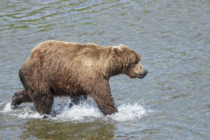 This image provided by the National Park Service shows bear 856 at Katmai National Park in Alaska on July 3, 2024. (T. Carmack/National Park Service via AP)