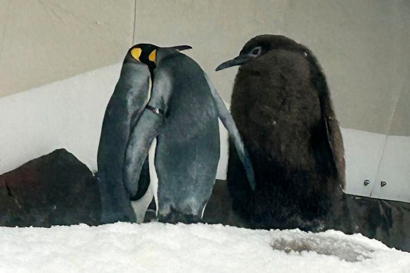 Pesto, right, a huge king penguin chick who weighs as much as both his parents combined, mingles in his enclosure at Sea Life Melbourne Aquarium, Friday, Sept. 20, 2024, and has become a social media celebrity and a star attraction at the aquarium. (AP Photo/Rod McGuirk)