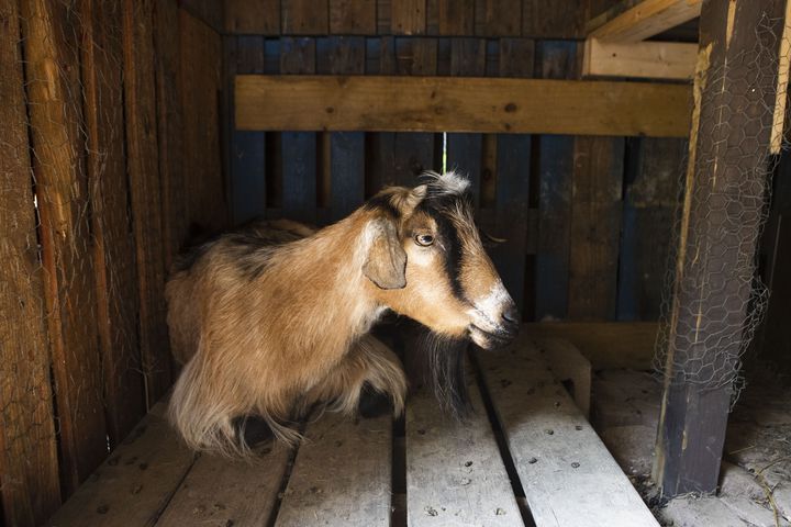 Lupin the goat sits in his shelter at Our Giving Garden on Wednesday, June 7, 2023, in Mableton, Georgia. The nonprofit recently had to raise funds to treat Lupin when he contracted an illness. Our Giving Garden is a nonprofit community garden that donates fresh produce to families without access to it. CHRISTINA MATACOTTA FOR THE ATLANTA JOURNAL-CONSTITUTION.