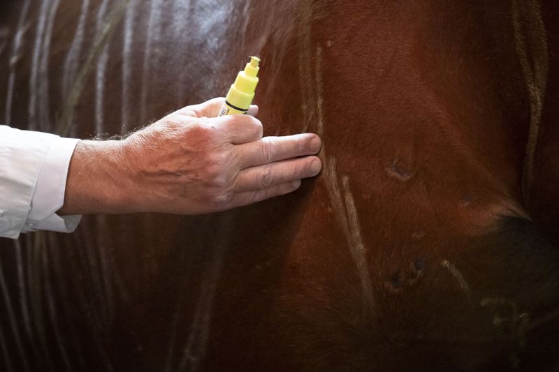 Dr. Peter Sotonyi, rector of the University of Veterinary Medicine in Budapest, Hungary, gives an anatomy lecture for first-year students, using chalk to mark the body of live horses, Monday, Sept 9. 2024. (AP Photo/Denes Erdos)